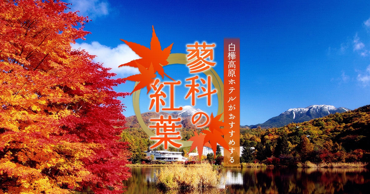 蓼科の紅葉｜白樺高原「池の平 白樺高原ホテル」《公式HP》