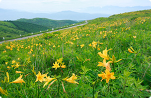 池の平湿生花園