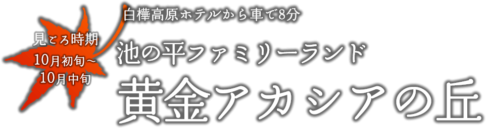 黄金アカシアの丘