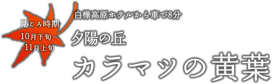 夕陽の丘 カラマツの黄葉